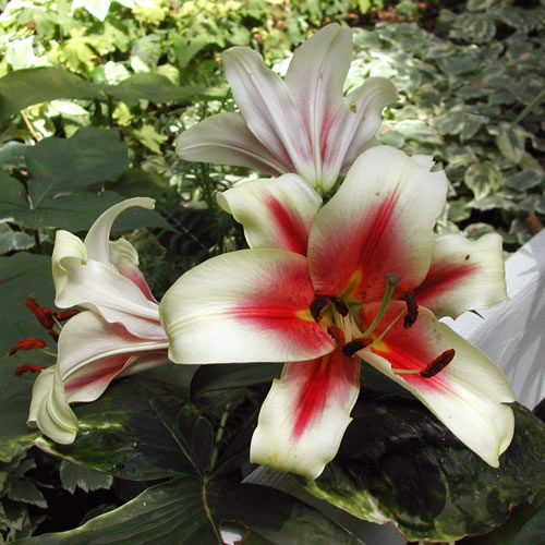 Lilium Contrast